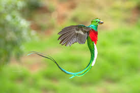 Black Birds In Pakistan Top 10 Birds In The World Rufous Bellied Niltava Islamabad Pakistan Birds Nature Birds Beautiful Birds