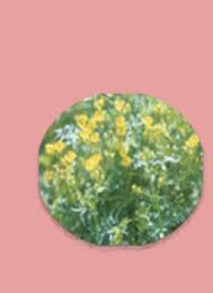 Image result for Pentarrhinum abyssinicum