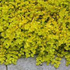 Image result for Lysimachia djalonis