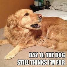Hilarious Cat Memes Funny Animals With Captions In 2020 Cat And Dog Memes Funny Animal Pictures Funny Animals