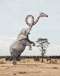 Download and use 50,000+ farm animals stock photos for free. Photomanipulation Elephant Giraffe Africa Savanna Animals Mammals Wild Animals Large Animals Wildlife Wilderness Pikist