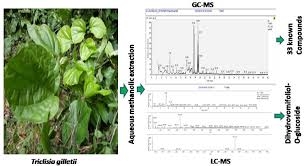 Image result for Triclisia