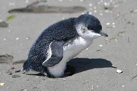 ♦ the little blue penguin is the smallest. Humans Step In To Translate For Little Blue Penguin At Christchurch Beach