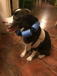 Because your … make sure the pool noodle cone of shame collar fits your dog well. Diy Dog Cone All Products Are Discounted Cheaper Than Retail Price Free Delivery Returns Off 66