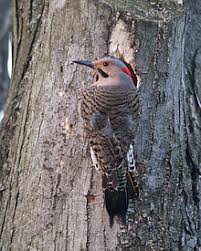 Bird With Red Triangle On Back Of Head Northern Flicker Wikipedia