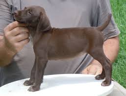 Look at pictures of german shorthaired pointer puppies who need a the german shorthaired pointer is slightly smaller than the wirehaired pointer. German Shorthaired Pointer Gundalf Weimaraner And German Shorthaired Pointer Breeder