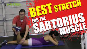 The sartorius muscle is the long obliquely orientated muscle of the anterior compartment of the thigh. Best Stretch For The Sartorius Muscle Youtube