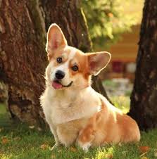 Alphabetical list of female dog names. 90 Female Dog Names That Start With C The Paws