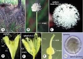 Image result for Eriocaulon abyssinicum