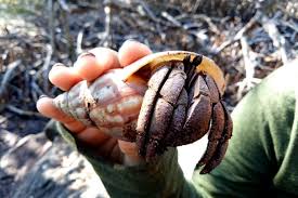 Mangro, yaitu nama umum untuk rhizophora mangle di penelitian dengan judul hubungan hutan bakau dengan mata pencaharian masyarakat di sekitar pesisir pantai. 7 Fakta Penting Mangrove Yang Harus Anda Ketahui Mongabay Co Id