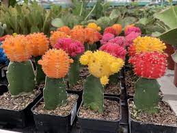 Grafting cacti is historically well known in europe and japan, and this is how come unusual forms. Why Is Your Moon Cactus Dying And Can It Be Saved A Natural Curiosity
