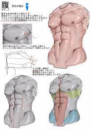 These drawings show a woman's body in motion. Character Anatomy Torso