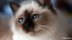 Hotunan gindin matan hausawa hotunan gindin mata tsirara nonon a sha, mu sai suda mu yi lasa. Gato Da Bura