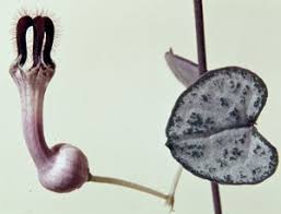 Image result for Ceropegia namuliensis