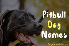 Whether your frenchie is a boy or a girl, we've got you covered. 350 Pitbull Dog Names For Male And Female Dog 2021 Latest