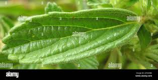 Image result for Leucas neuflizeana