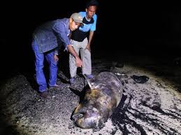 Hancur badan dikandung tanah, budi baik. Pakar Kelautan Ragukan Spesies Dugong Yang Mati Di Riau