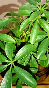 シェフレラ カポック の育て方 植え替えの方法は 水栽培もできる Greensnap グリーンスナップ