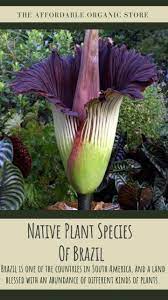 Indigenous Plant Species In Brazil Pinterest
