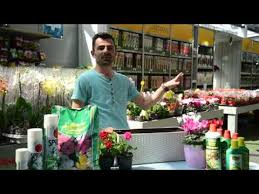 Ora E Pasdites Lulet E Pranveres Youtube