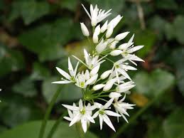 Image result for Allium ursinum