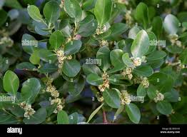 Image result for Pterocelastrus