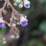 Image result for Vitex madiensis