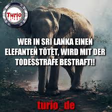 Pin On Fakten Spruche Zitate Lifestyle Spruch Zitat Wissen Spass Lachen Leben Turio