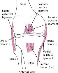 The menisci (medial and lateral) are made of cartilage and act as shock absorbers between. Knee Sprains And Meniscal Injuries Injuries Poisoning Merck Manuals Professional Edition