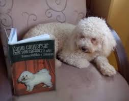 Jan 19, 2021 · 4. Livro Ensina Como Conversar Sobre Homossexualidade E Comunismo Com Cachorros