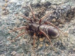 Image result for Micrargeria