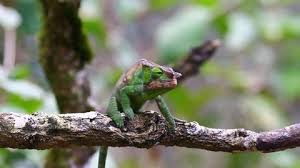Skip to 1:22 for the footage! Chameleon Changing Colors Stock Video Footage 4k And Hd Video Clips Shutterstock