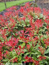 Image result for Pieris japonský obrázek