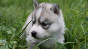 Puppy Wallpapers Hd Desktop Backgrounds Images And Pictures 1600 x 1000 jpeg 236 кб.