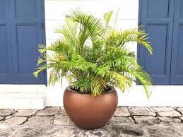 We did not find results for: Brown Tips On Areca Palm Causes How To Fix The Browning Leaves Gardenine