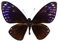 Image result for Alinula paradoxa