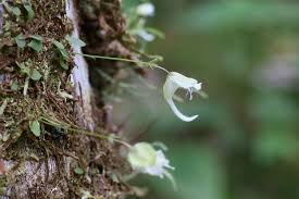 Image result for Utricularia
