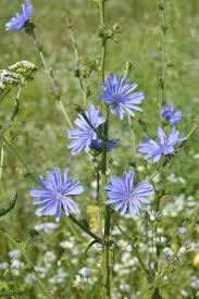 Image result for Cichorium intybus