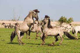 Check spelling or type a new query. Wild Horses Rewilding Europe