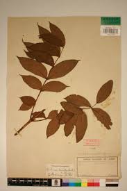 Image result for Markhamia tomentosa