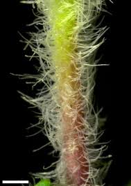 Image result for Veronica javanica