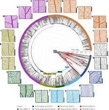 Image result for Hua gabonii