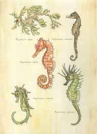 Scientific Seahorses By Oliviakincaid On Deviantart In 2019