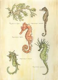 scientific seahorses by oliviakincaid on deviantart in 2019