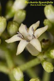 Image result for Landolphia ligustrifolia