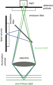 Confocal Laser Scanning Fluorescence Microscopy Springerlink