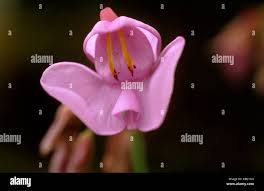 Image result for Utricularia subulata