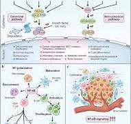 NF-κB in biology and targeted therapy: new insights and ...
