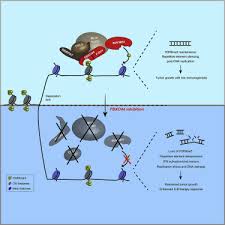 When a trigon is influential, it is said to affect changes on earth. Fbxo44 Promotes Dna Replication Coupled Repetitive Element Silencing In Cancer Cells Sciencedirect