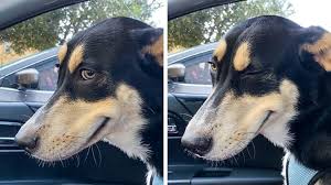 Which is the best pet spa in sarasota? 20 Pets Who Are Having The Best Day Of Their Lives You Can Tell From Their Faces
